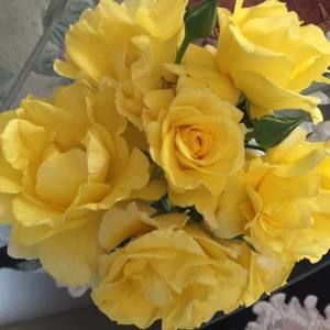 Meet your Posher, Grace